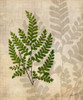 British Ferns VI Poster Print - John Butler