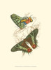 Jardine Butterflies IV Poster Print - Sir William Jardine