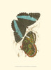 Jardine Butterflies VI Poster Print - Sir William Jardine