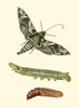 Butterfly Transformation I Poster Print - Unknown
