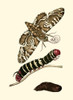Butterfly Transformation III Poster Print - Unknown