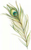 Watercolor Peacock Feather I Poster Print - Ethan Harper