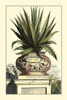 Antique Munting Aloe I Poster Print - Abraham Munting
