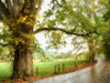 Wet Path Poster Print - Danny Head