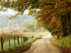 Autumn on a Country Road Poster Print - Danny Head