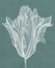 Monochrome Tulip V Poster Print - Jennifer Goldberger