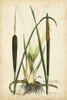 Antique Cattail I Poster Print - Curtis