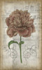 French Floral IV Poster Print - Jennifer Goldberger