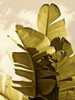 Palm Fronds IV Poster Print - Rachel Perry