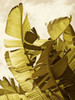 Palm Fronds II Poster Print - Rachel Perry