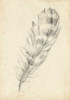 Feather Sketch II Poster Print - Ethan Harper
