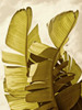 Palm Fronds III Poster Print - Rachel Perry