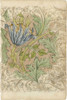 Floral Pattern Study III Poster Print - Ethan Harper