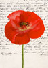 Poppy I Poster Print - Elena Dolci