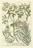 Weinmanns Garden III Poster Print - Johann Weinmann