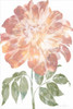 Watercolor Bloom II Poster Print - Jennifer Goldberger