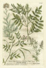 Weinmanns Garden II Poster Print - Johann Weinmann