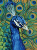 Peacock Profile Poster Print - Amant Yvette St.