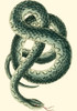 Vibrant Snake III Poster Print - Frederick P. Nodder