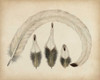 Vintage Feathers IV Poster Print - Unknown