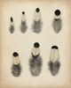 Vintage Feathers II Poster Print - Unknown