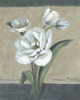 White Tulips II Poster Print - Marietta Cohen