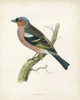 Morris Chaffinch Poster Print - Morris