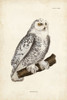 Snowy Owl Poster Print - John Selby