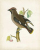 Morris Waxwing Poster Print - Morris