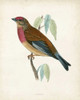 Morris Linnet Poster Print - Morris