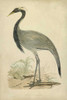 Morris Crane II Poster Print - Morris
