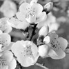 Crab Apple Flowers I Poster Print - Kathy Mansfield