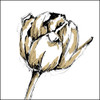Small Tulip Sketch II Poster Print - Ethan Harper