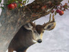 Apple Deer Poster Print - Chris Vest