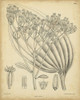 Vintage Curtis Botanical VI Poster Print - Curtis