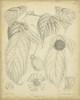 Vintage Curtis Botanical III Poster Print - Curtis
