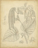 Vintage Curtis Botanical II Poster Print - Curtis