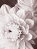 BandW Dahlias I Poster Print - Christine Zalewski