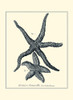 Indigo Starfish I Poster Print - Denis Diderot