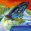 Poised Butterfly II Poster Print - Carolee Vitaletti