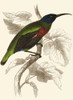 Jardine Hummingbird IV Poster Print - Sir William Jardine