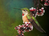 Hummer with Blossoms Poster Print - Chris Vest