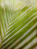Elegant Frond II Poster Print - Emily Robinson