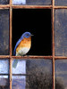 Bluebird Window Poster Print - Chris Vest