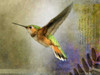 Hummer Flight Poster Print - Chris Vest