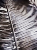 Silvery Frond I Poster Print - Emily Robinson