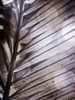 Silvery Frond II Poster Print - Emily Robinson