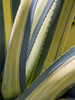 Variegated Agave II Poster Print - Rachel Perry