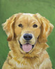 Dog Portrait-Golden Poster Print - Jill Sands