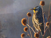 Meadowlark Poster Print - Chris Vest